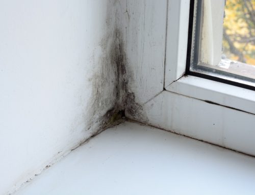 Cleaning Mould in your Property